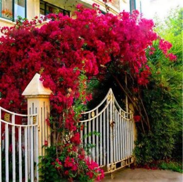 Bougainvillea Plant Seeds Fresh Fire Red Color 10 PCS Seeds