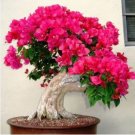 Bougainvillea Seeds Colorful Bougainvillea Spectabilis Willd Plant 50 PCS Seeds