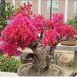 Bougainvillea Seeds Colorful Bougainvillea Spectabilis Willd Plant 50 PCS Seeds