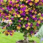Bougainvillea 50 PCS Seeds