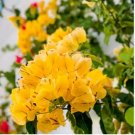 Bougainvillea Seeds Orangish Golden Color 100 PCS Seeds Bougainvillea Seeds Orangish Golden Color 100 PCS Seeds