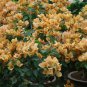 Bougainvillea Spectabilis Willd Bonsai Plant 103 PCS Seeds
