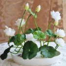 bowl lotus water lily seeds rare Aquatic flower plant seed for home garden 5 PCS Seeds