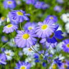 Brachycome Swan River Daisy Mixed Flowers 20 PCS Seeds Brachycome Swan River Daisy Mixed Flowers 20 PCS Seeds