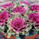 Brassica Oleracea Heirloom Cabbage Flower Bonsai Kale Ornamental Plant 100 PCS Seeds Brassica Oleracea Heirloom Cabbage Flower Bonsai Kale Ornamental Plant 100 PCS Seeds