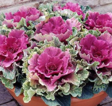 Brassica Oleracea Heirloom Cabbage Flower Bonsai Kale Ornamental Plant 100 PCS Seeds