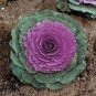 Brassica Oleracea Heirloom Cabbage Flower Bonsai Kale Ornamental Plant 100 PCS Seeds