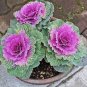 Brassica Oleracea Heirloom Cabbage Flower Bonsai Kale Ornamental Plant 100 PCS Seeds