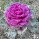 Brassica Oleracea Heirloom Mixed Ornamental Kale 30 PCS Seeds Brassica Oleracea Heirloom Mixed Ornamental Kale 30 PCS Seeds
