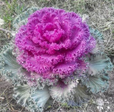 Brassica Oleracea Heirloom Mixed Ornamental Kale 30 PCS Seeds