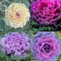 Brassica Oleracea Heirloom Mixed Ornamental Kale 30 PCS Seeds