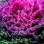 Brassica Oleracea Heirloom Mixed Ornamental Kale 30 PCS Seeds