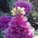 Brassica Oleracea Red White Ornamental Kale Mixed 50 PCS Seeds Brassica Oleracea Red White Ornamental Kale Mixed 50 PCS Seeds