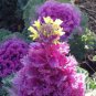 Brassica Oleracea Red White Ornamental Kale Mixed 50 PCS Seeds