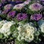 Brassica Oleracea Red White Ornamental Kale Mixed 50 PCS Seeds