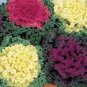 Brassica Oleracea Red White Ornamental Kale Mixed 50 PCS Seeds
