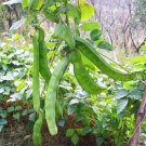 Brazil Nut Sword Bean Vegetable Organic 3 PCS Seeds