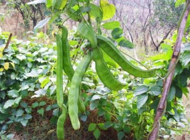 Brazil Nut Sword Bean Vegetable Organic 3 PCS Seeds