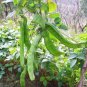 Brazil Nut Sword Bean Vegetable Organic 3 PCS Seeds