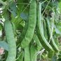 Brazil Nut Sword Bean Vegetable Organic 3 PCS Seeds