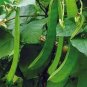Brazil Nut Sword Bean Vegetable Organic 3 PCS Seeds
