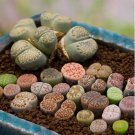 Bright Blue Lithops Livingstones Seeds Bonsai Indoor 100 PCS Seeds Bright Blue Lithops Livingstones Seeds Bonsai Indoor 100 PCS Seeds