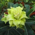 Bright Green Adenium Desert Rose Flower 2 PCS Seeds
