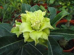 Bright Green Adenium Desert Rose Flower 2 PCS Seeds
