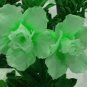 Bright Green Adenium Desert Rose Flower 2 PCS Seeds