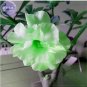 Bright Green Adenium Desert Rose Flower 2 PCS Seeds