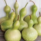 Bright Green Ornamental Bottle Gourd Organic 10 PCS Seeds Bright Green Ornamental Bottle Gourd Organic 10 PCS Seeds