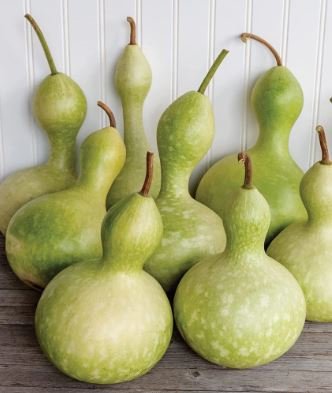 Bright Green Ornamental Bottle Gourd Organic 10 PCS Seeds