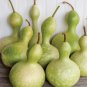 Bright Green Ornamental Bottle Gourd Organic 10 PCS Seeds