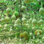 Bright Green Ornamental Bottle Gourd Organic 10 PCS Seeds