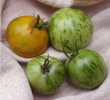 Bright Green White Zebra Tomato 100 PCS Seeds