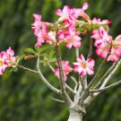 Bright Red Adenium Desert Rose Flower 2 PCS Seeds Bright Red Adenium Desert Rose Flower 2 PCS Seeds
