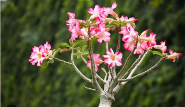 Bright Red Adenium Desert Rose Flower 2 PCS Seeds