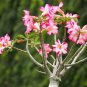 Bright Red Adenium Desert Rose Flower 2 PCS Seeds