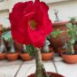 Bright Red Adenium Desert Rose Flower 2 PCS Seeds