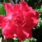 Bright Red Adenium Desert Rose Flower 2 PCS Seeds