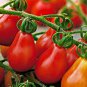 Bright Red Pear Cherry Tomato Organic 200 PCS Seeds