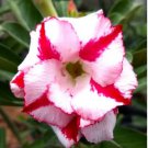 Bright White Adenium with light pink stripe Desert Rose Flower 2 PCS Seeds Bright White Adenium with light pink stripe Desert Rose Flower 2 PCS Seeds