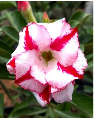 Bright White Adenium with light pink stripe Desert Rose Flower 2 PCS Seeds