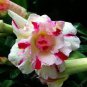 Bright White Adenium with light pink stripe Desert Rose Flower 2 PCS Seeds