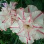 Bright White Adenium with light pink stripe Desert Rose Flower 2 PCS Seeds