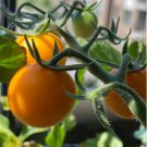 Bright Yellow Cherry Tomato 'Saintess' Organic 300 PCS Seeds Bright Yellow Cherry Tomato 'Saintess' Organic 300 PCS Seeds