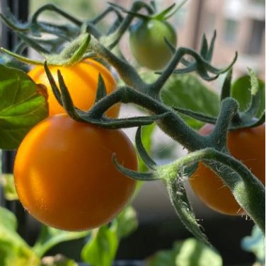 Bright Yellow Cherry Tomato 'Saintess' Organic 300 PCS Seeds