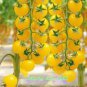 Bright Yellow Cherry Tomato 'Saintess' Organic 300 PCS Seeds