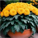 Bright Yellow Potted Marigold 50 PCS Seeds Bright Yellow Potted Marigold 50 PCS Seeds
