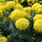 Bright Yellow Potted Marigold 50 PCS Seeds